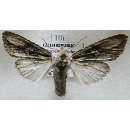 Egira conspicillaris (Linnaeus, 1758) Czech10i